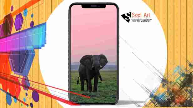 Elephant Mobile Wallpaper